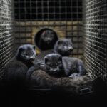 Uccisione milioni di visoni Danimarca